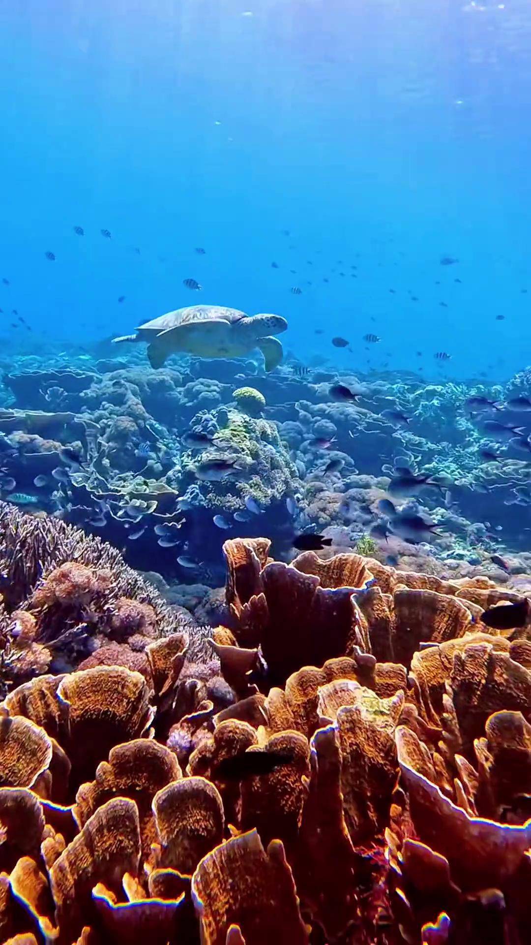 一起去看夢(mèng)幻般的海底世界 珊瑚島與魚群！